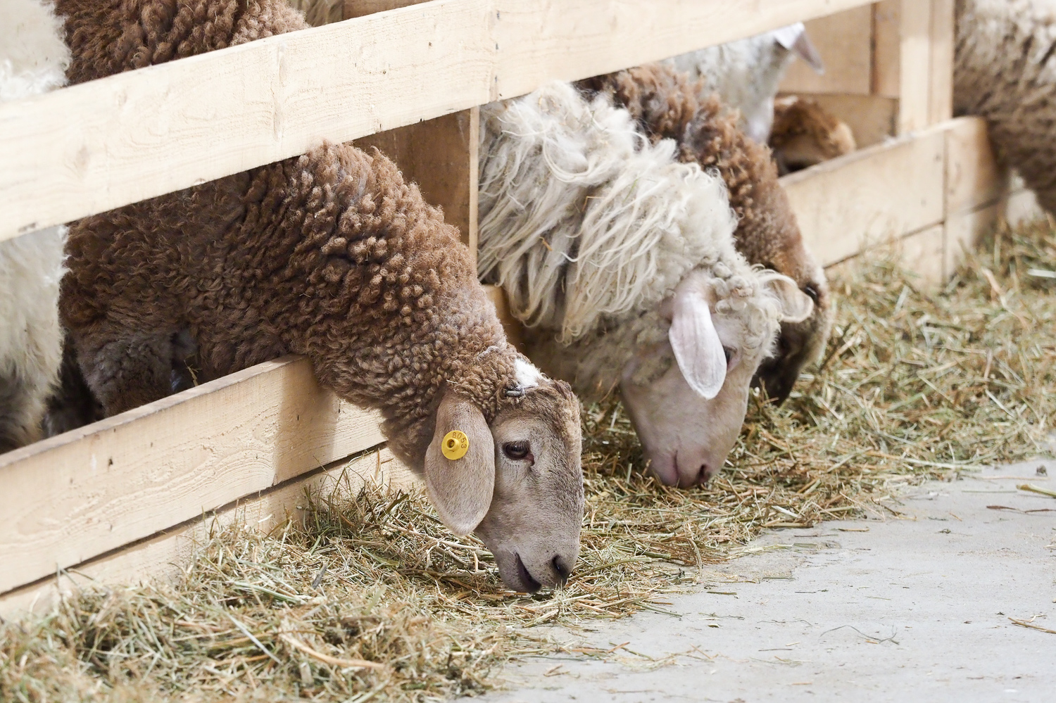 Откорм ягнят. Ставропольский фермер овцеводство Дамате. Откорм овец. Ферма овец. Овцеводство ферма.